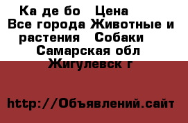 Ка де бо › Цена ­ 25 - Все города Животные и растения » Собаки   . Самарская обл.,Жигулевск г.